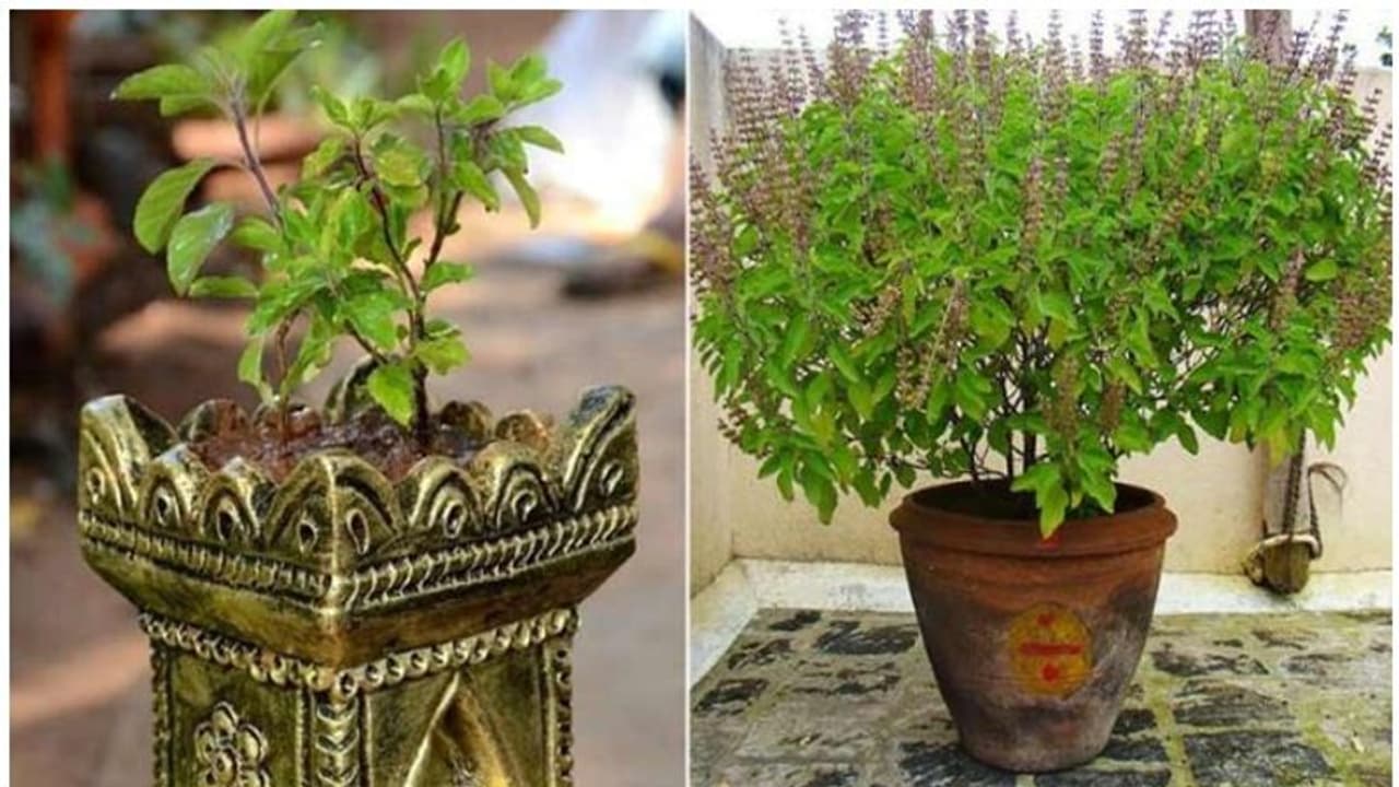  ఇంట్లో తులసి మొక్క ఎండిపోయిందా..? ఎందుకలా అయ్యిందో తెలుసా?