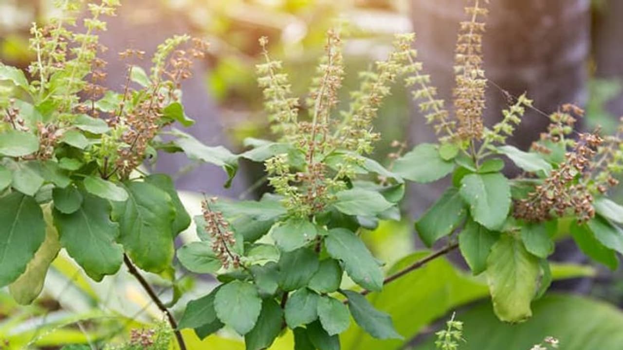 ఈ రెండు మొక్కలు ఇంట్లో ఉంటే.. ఆ ఇంట లక్ష్మీ దేవి కలకలలాడుతుంది..! ఈ రెండు మొక్కలు ఇంట్లో ఉంటే.. ఆ ఇంట లక్ష్మీ దేవి కలకలలాడుతుంది..!