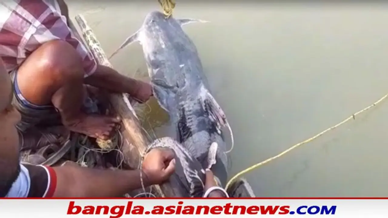 Nadia fisherman: জালে উঠল ৫০ কেজির বিশালাকার মাছ, খুশির হাওয়া শান্তিপুরের জেলে পাড়ায় Nadia fisherman: জালে উঠল ৫০ কেজির বিশালাকার মাছ, খুশির হাওয়া শান্তিপুরের জেলে পাড়ায়