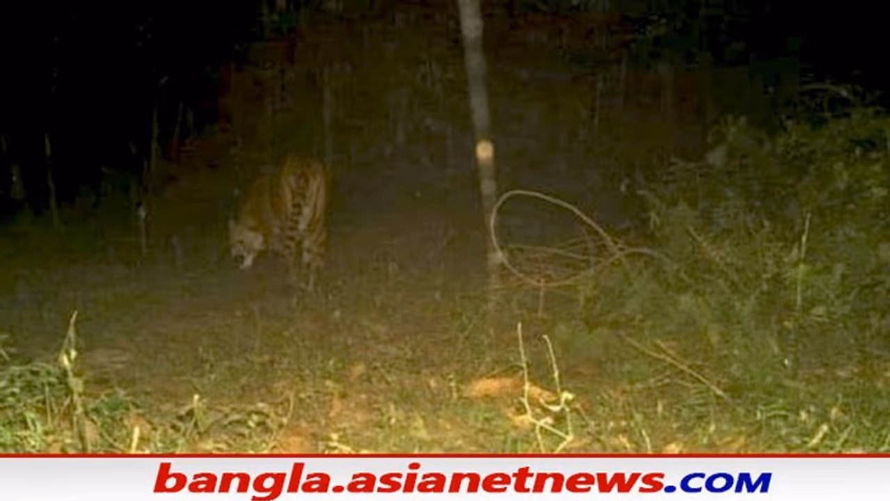 Tiger in Buxa: ঘুরছে রয়্যাল বেঙ্গল টাইগার, ২৩ বছর পরে বন দপ্তরের ক্যামেরায় ধরা পড়ল জলজ্যান্ত বাঘের ছবি Tiger in Buxa: ঘুরছে রয়্যাল বেঙ্গল টাইগার, ২৩ বছর পরে বন দপ্তরের ক্যামেরায় ধরা পড়ল জলজ্যান্ত বাঘের ছবি