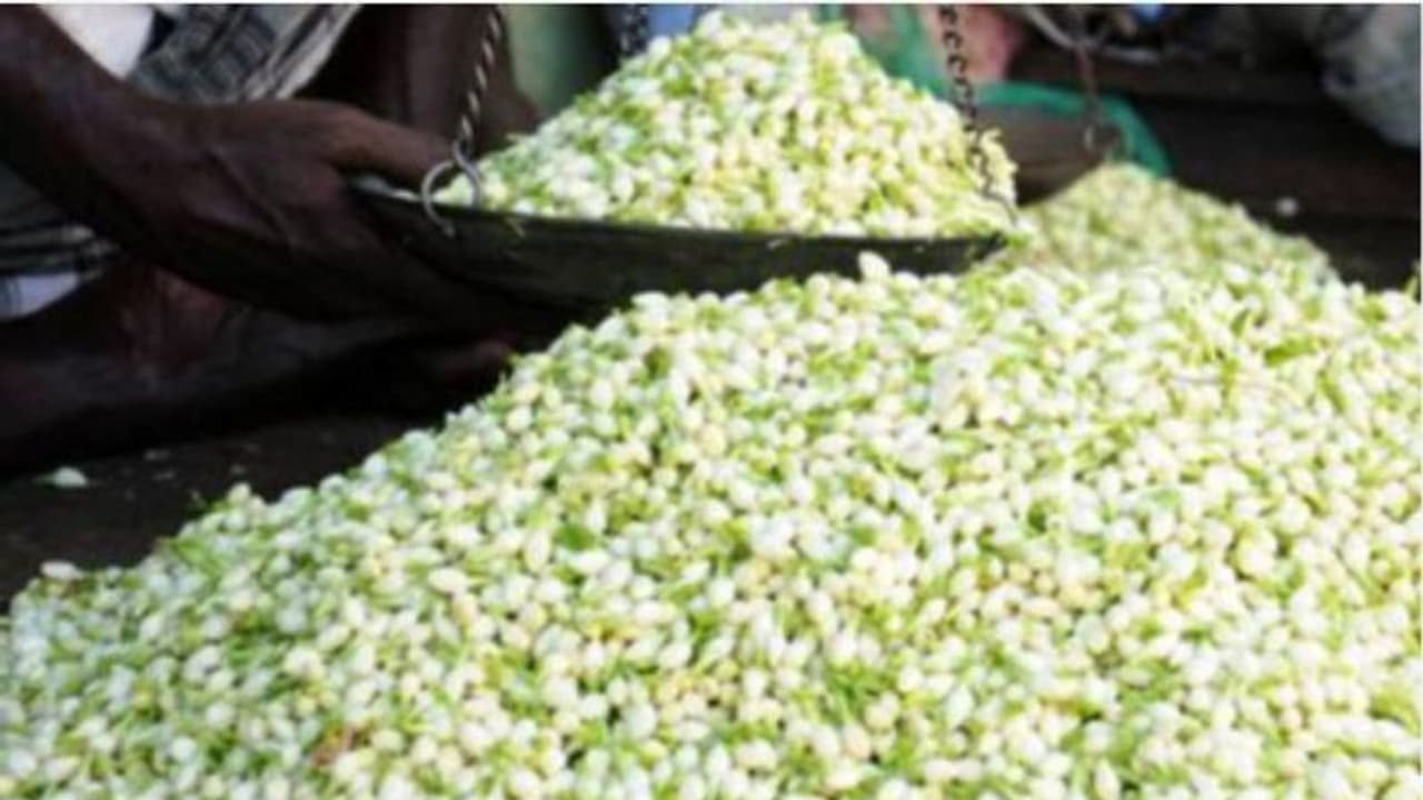 தங்கத்தின் விலையில் மல்லிகைப்பூ..!! கிலோ 3500 ரூபாய்க்கு விற்பனை.. தங்கத்தின் விலையில் மல்லிகைப்பூ..!! கிலோ 3500 ரூபாய்க்கு விற்பனை..