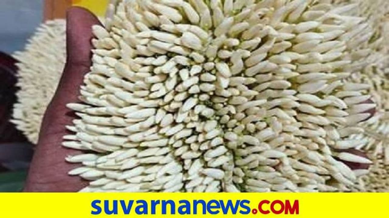 Jasmine to Cost More: ಮೊಳವೊಂದಕ್ಕೆ 200ಗೆ ಏರಿದ ಭಟ್ಕಳ ಮಲ್ಲಿಗೆ..! Jasmine to Cost More: ಮೊಳವೊಂದಕ್ಕೆ 200ಗೆ ಏರಿದ ಭಟ್ಕಳ ಮಲ್ಲಿಗೆ..!
