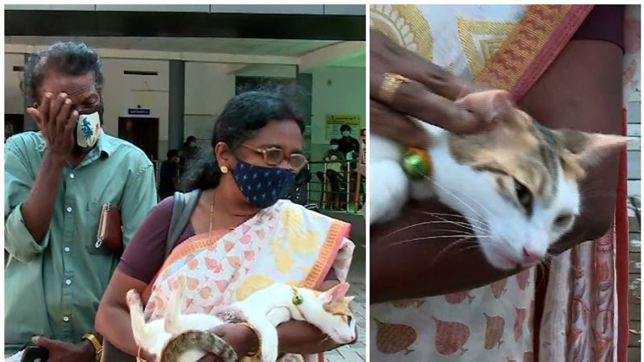 Cat Shot : വൈക്കത്ത് വളർത്തുപൂച്ചയെ വെടിവച്ച് കൊല്ലാൻ ശ്രമം, പൂച്ചയുടെ നില ഗുരുതരം
