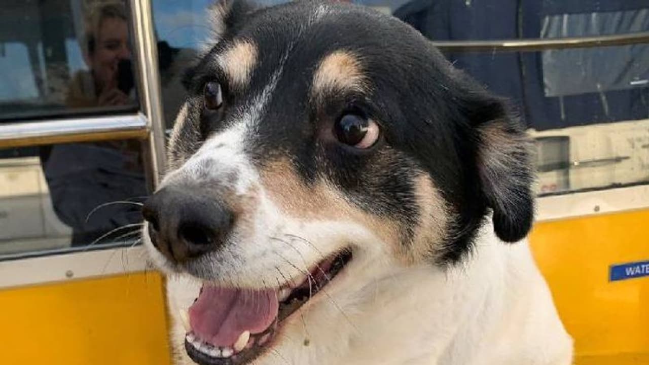 Pet Care: ಶ್ವಾನದ ಆರೈಕೆಗೆ ಅಶ್ವಗಂಧ, ಬೇವು ಪ್ರಯೋಜನಕಾರಿ Pet Care: ಶ್ವಾನದ ಆರೈಕೆಗೆ ಅಶ್ವಗಂಧ, ಬೇವು ಪ್ರಯೋಜನಕಾರಿ