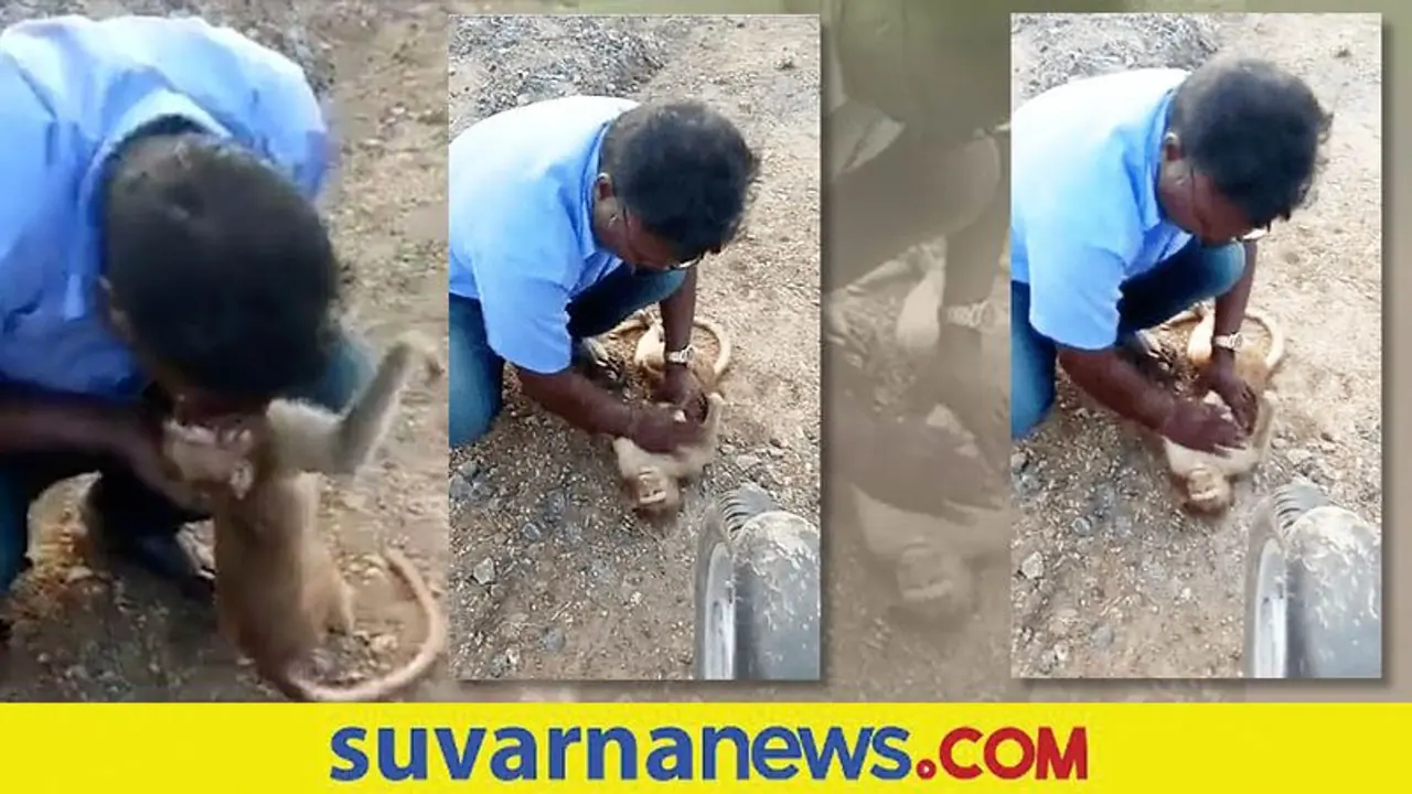 Viral Video: ಉಸಿರು ನೀಡಿ ಗಂಭೀರ ಸ್ಥಿತಿಯಲ್ಲಿದ್ದ ಕೋತಿಯ ಜೀವ ಉಳಿಸಿದ ಆಟೋ ಚಾಲಕ