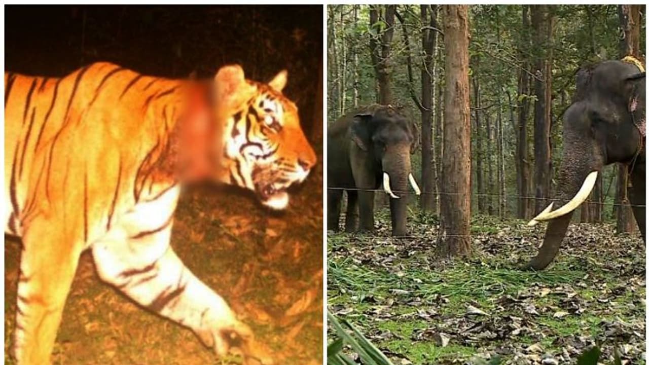 Wayanad Tiger Attack : കുറുക്കന്മൂലയ്ക്കടുത്ത് വീണ്ടും കടുവ: പശുവിനെ കൊന്നു, ആടിനെ കാണാതായി