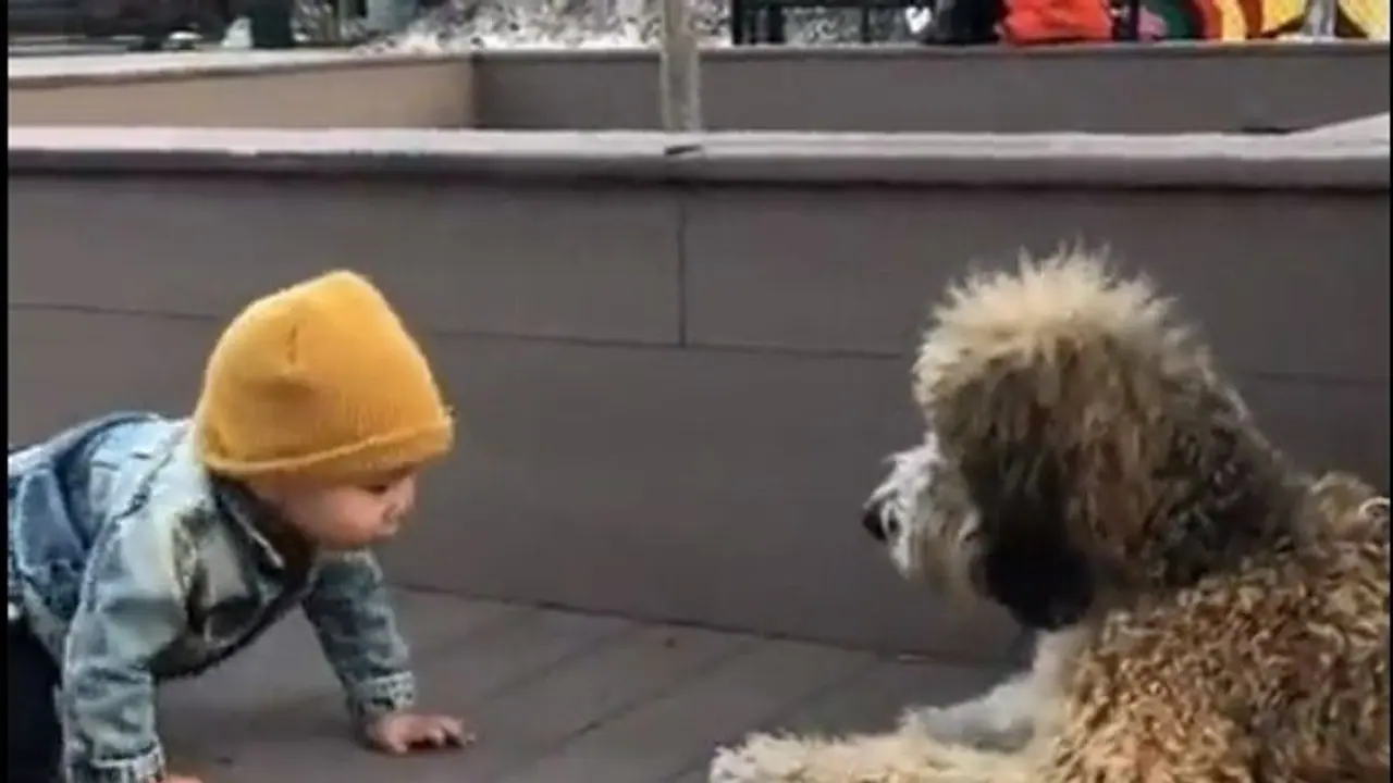 Viral video: ನಾಯಿಯನ್ನು ಮೊದಲ ಬಾರಿ ನೋಡಿದ ಮಗುವಿನ ಕ್ಯೂಟ್ ರಿಯಾಕ್ಷನ್ ನೋಡಿ Viral video: ನಾಯಿಯನ್ನು ಮೊದಲ ಬಾರಿ ನೋಡಿದ ಮಗುವಿನ ಕ್ಯೂಟ್ ರಿಯಾಕ್ಷನ್ ನೋಡಿ