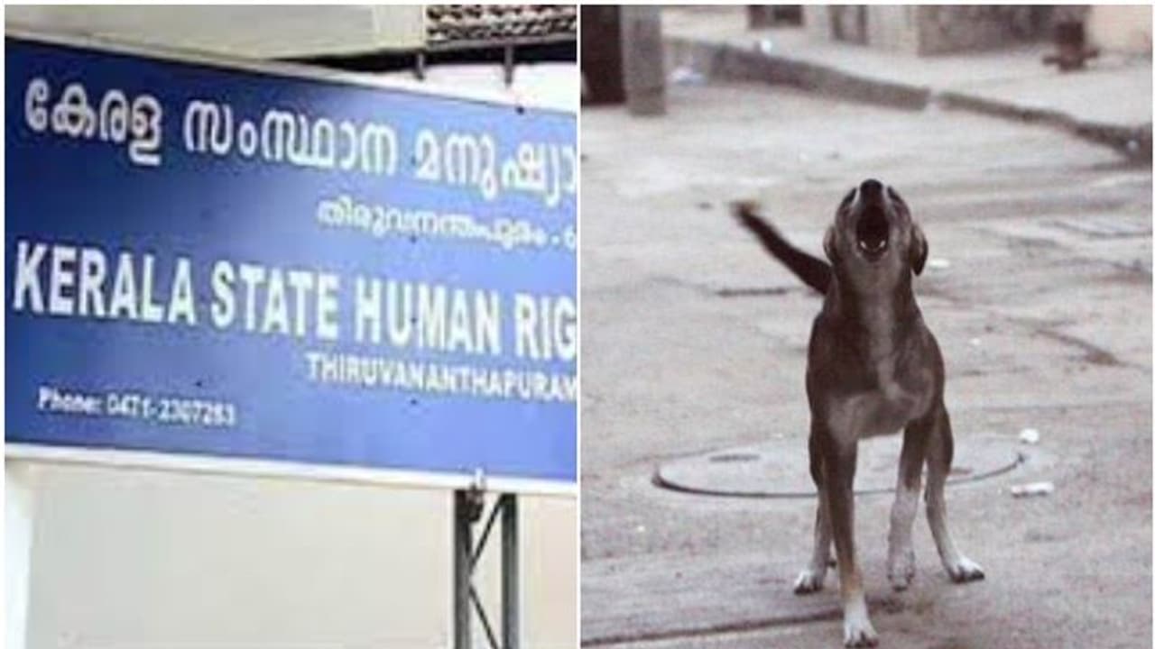 Stray dog attack : കോഴിക്കോട് ജില്ലാ കോടതി വളപ്പിലെ തെരുവുനായ ശല്യം, നടപടി ആവശ്യപ്പെട്ട് മനുഷ്യാവകാശകമ്മീഷൻ