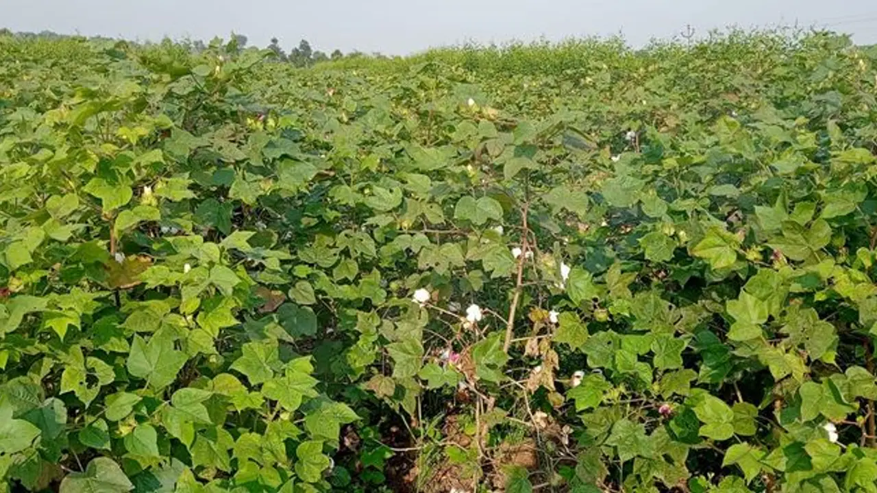 Fake Cotton Seed: ನಕಲಿ ಹತ್ತಿ ಬೀಜ ಸಂಶಯ: ಸಂಕಷ್ಟದಲ್ಲಿ ಅನ್ನದಾತ..! Fake Cotton Seed: ನಕಲಿ ಹತ್ತಿ ಬೀಜ ಸಂಶಯ: ಸಂಕಷ್ಟದಲ್ಲಿ ಅನ್ನದಾತ..!