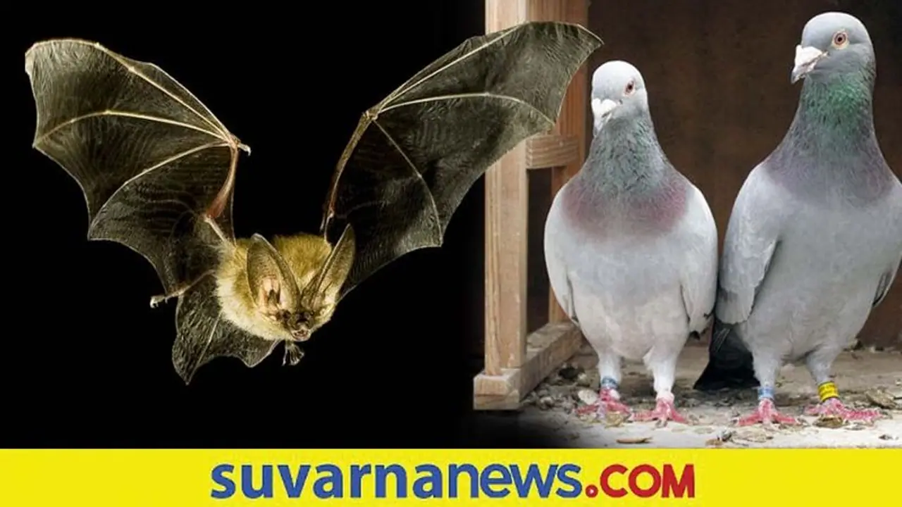 Animals Bring Bad Luck : ಈ ಪ್ರಾಣಿಗಳು ಮನೆಯೊಳಗೆ ಬಂದ್ರೆ ಸರ್ವನಾಶ ಅನ್ನೋದು ನಿಜಾನಾ?