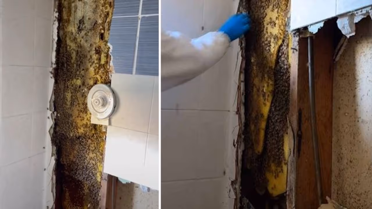 Viral Video : ബാത്ത്റൂമിന്‍റെ ഭിത്തിയില്‍ നിന്നൊരു ശബ്ദം; ടൈല്‍ പൊളിച്ചപ്പോള്‍ അമ്പരന്ന് കുടുംബം!