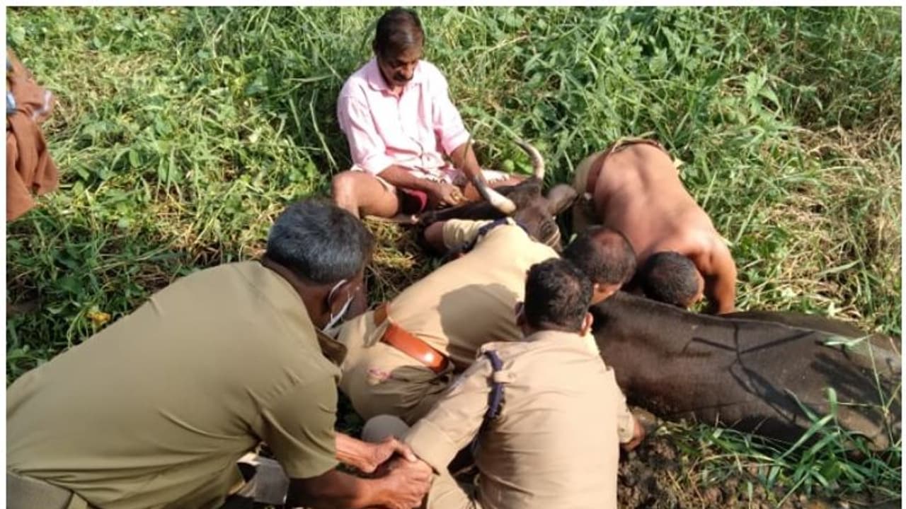 Cow rescued by Fire force : ഗര്ഭിണിപ്പശു വളക്കുഴിയില് വീണു; രക്ഷകരായി ഫയര്ഫോഴ്സ് Cow rescued by Fire force : ഗര്ഭിണിപ്പശു വളക്കുഴിയില് വീണു; രക്ഷകരായി ഫയര്ഫോഴ്സ്