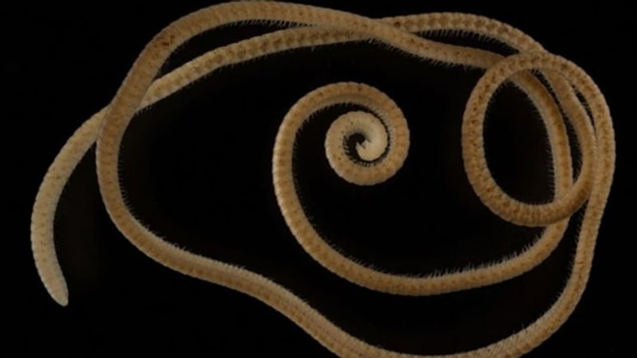 Animals : 1,306 കാലുകളോട് കൂടിയ ജീവി; കണ്ടെത്തലുമായി ഗവേഷകര്‍