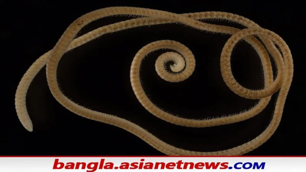 Subterranean Creature: মাটির নিচ থেকে উদ্ধার হাজার পায়ের কেঁচো, বিজ্ঞানীদের কাছে বিস্ময় Subterranean Creature: মাটির নিচ থেকে উদ্ধার হাজার পায়ের কেঁচো, বিজ্ঞানীদের কাছে বিস্ময়