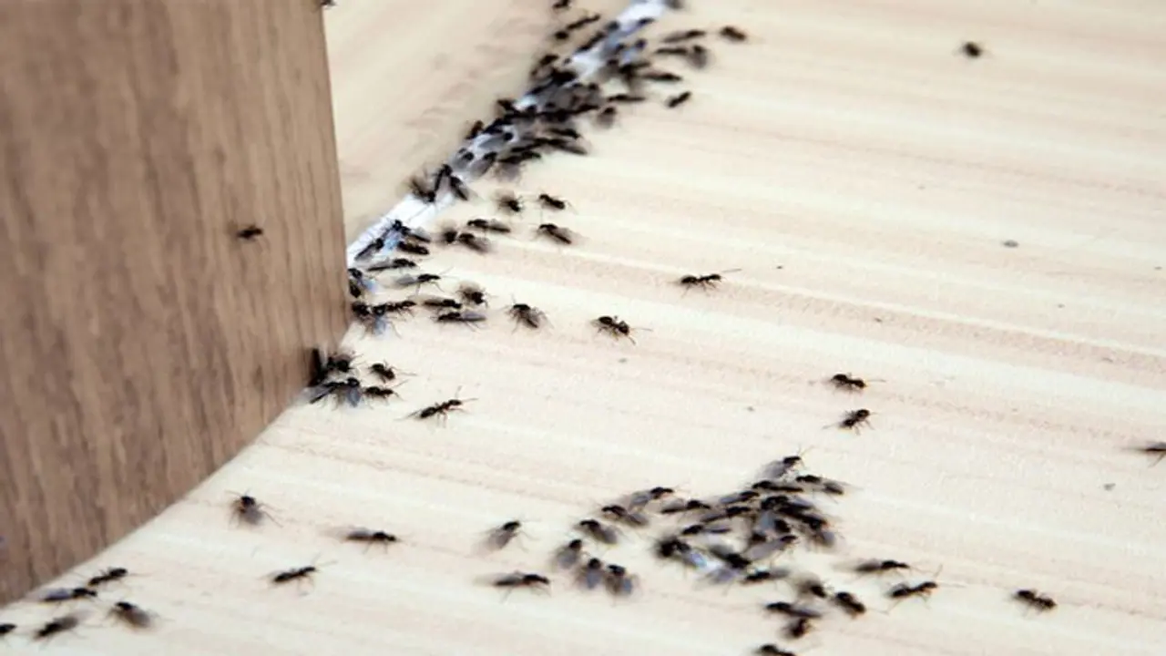 ঘরে মা লক্ষ্মী আসছে, জানান দেয় এই লক্ষণগুলি ঘরে মা লক্ষ্মী আসছে, জানান দেয় এই লক্ষণগুলি