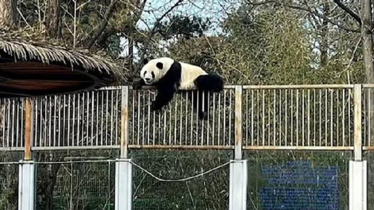 Giant panda escape : ചാടിപ്പോവാനൊരുങ്ങി ഭീമൻ പാണ്ട, അന്തംവിട്ട് ആളുകൾ, വീഡിയോ