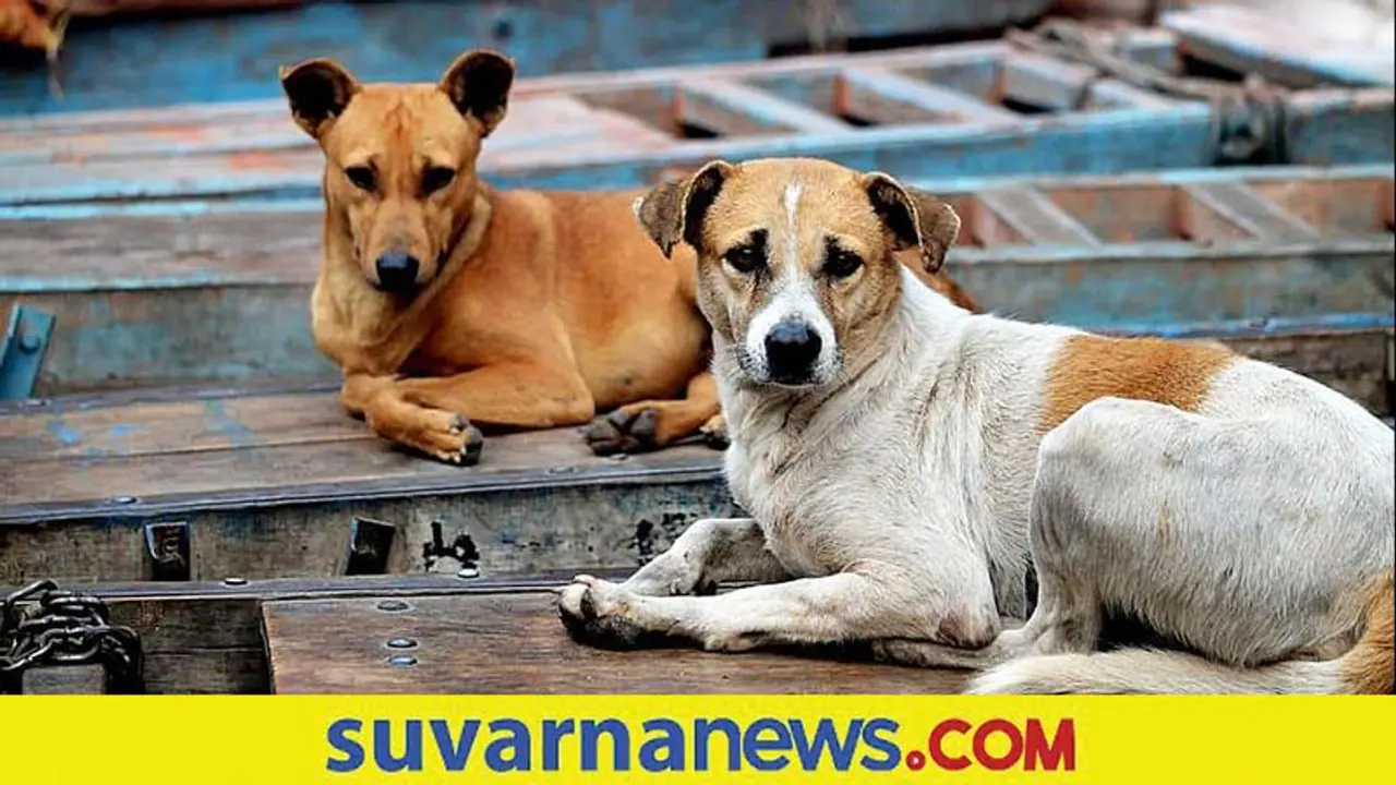 Woman Got Penalty: ಬೀದಿ ನಾಯಿಗೆ ಆಹಾರ ನೀಡಿದ ಮಹಿಳೆಗೆ 8 ಲಕ್ಷ ದಂಡ Woman Got Penalty: ಬೀದಿ ನಾಯಿಗೆ ಆಹಾರ ನೀಡಿದ ಮಹಿಳೆಗೆ 8 ಲಕ್ಷ ದಂಡ