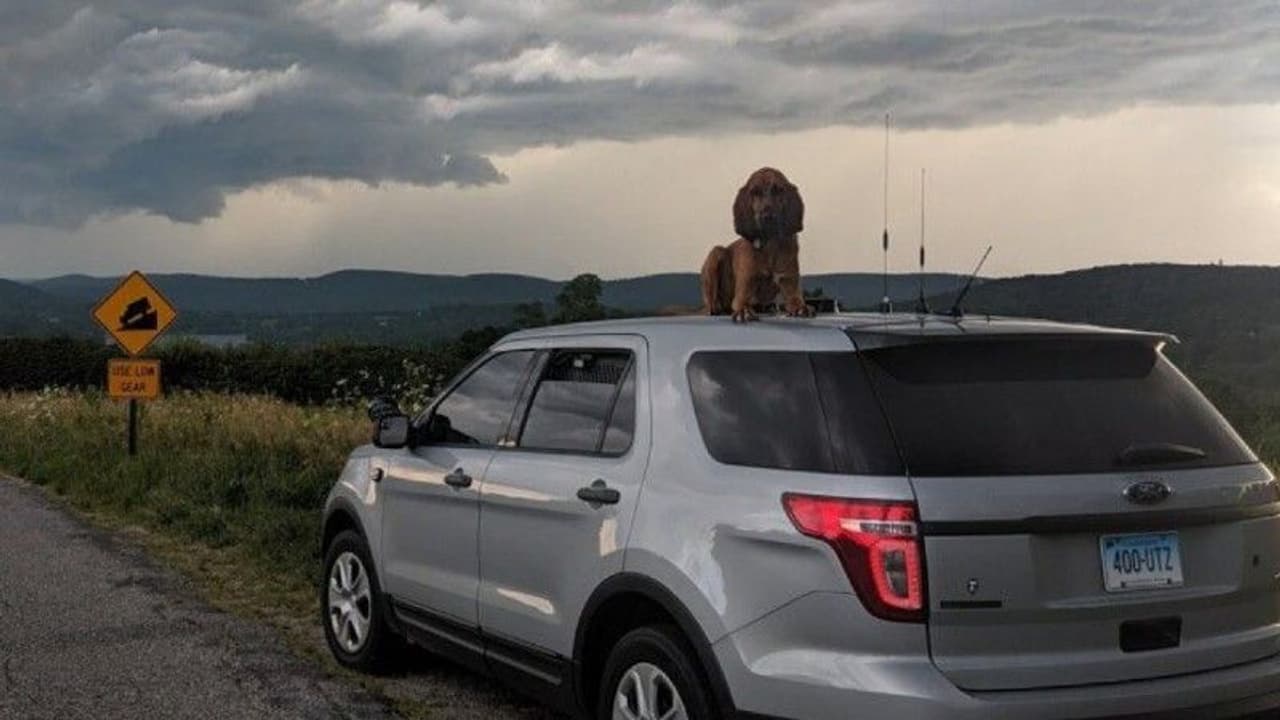 Police Dog : കാണാതായ 10 വയസ്സുകാരിയെ മണിക്കൂറിനുള്ളില് കണ്ടെത്തി പൊലീസ് നായ! Police Dog : കാണാതായ 10 വയസ്സുകാരിയെ മണിക്കൂറിനുള്ളില് കണ്ടെത്തി പൊലീസ് നായ!