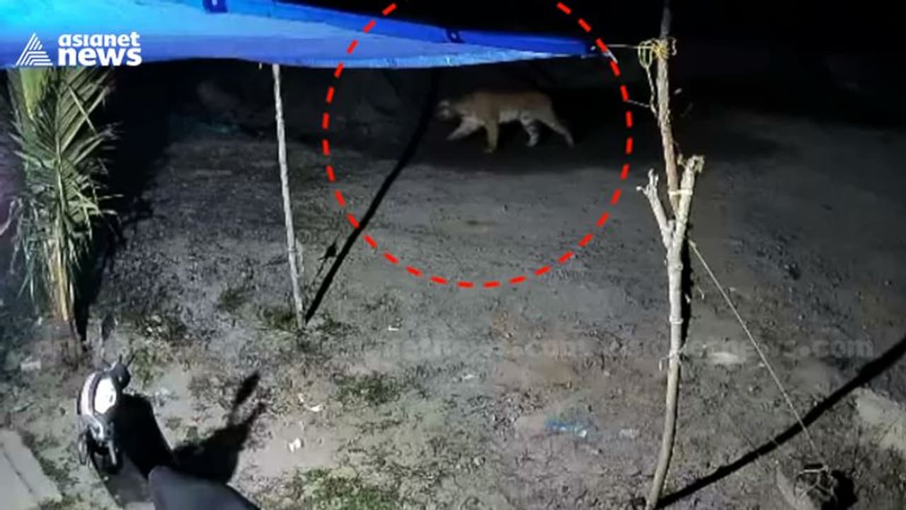 Wayanad Tiger Scare : ഇനിയും പിടി തരാതെ കുറുക്കൻമൂലയിലെ കടുവ, പുതിയ സിസിടിവി ദൃശ്യങ്ങൾ പുറത്ത് Wayanad Tiger Scare : ഇനിയും പിടി തരാതെ കുറുക്കൻമൂലയിലെ കടുവ, പുതിയ സിസിടിവി ദൃശ്യങ്ങൾ പുറത്ത്