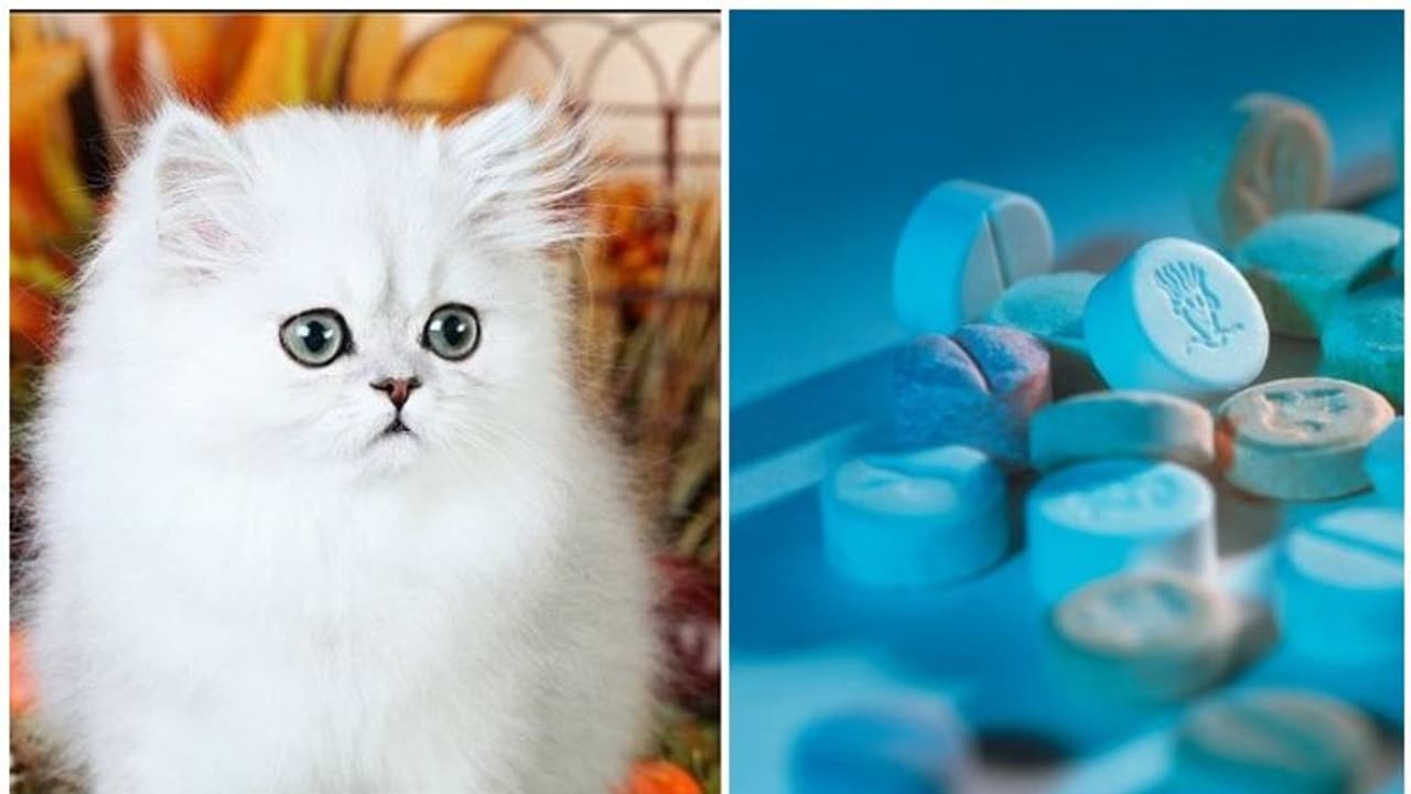 പേർഷ്യൻ പൂച്ച വിൽപ്പനയുടെ മറവിൽ മയക്കുമരുന്ന് വിൽപ്പന, യുവാവ് തൃശൂരിൽ പിടിയിൽ പേർഷ്യൻ പൂച്ച വിൽപ്പനയുടെ മറവിൽ മയക്കുമരുന്ന് വിൽപ്പന, യുവാവ് തൃശൂരിൽ പിടിയിൽ