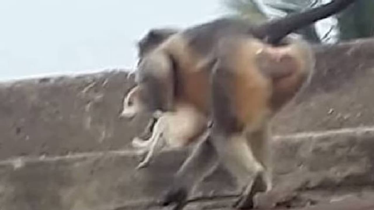 ನಾಯಿಗಳ ವಿರುದ್ಧ ಕೋತಿಗಳ ಸೇಡು... 80 ನಾಯಿ ಮರಿಗಳನ್ನು ಕೊಂದ ಕಪಿ ಸೈನ್ಯ