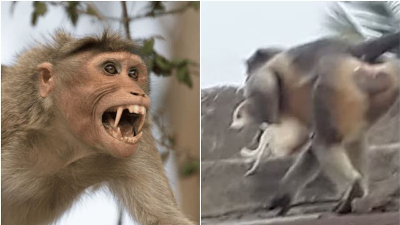 കൂട്ടത്തിലെ കൊച്ചുകുഞ്ഞിനെ നായ കൊന്നു, ​ഗ്രാമത്തിലെ 250 നായകളെ കൊന്നൊടുക്കിയിട്ടും പ്രതികാരം തീരാതെ കുരങ്ങുപട