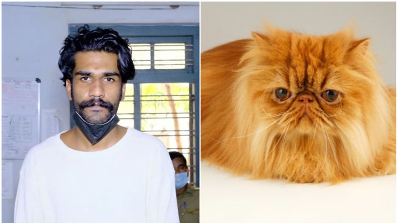 Drug peddler arrest : പേർഷ്യൻ പൂച്ച വില്പനയുടെ മറവിൽ മാരക മയക്കുമരുന്ന് കച്ചവടം; യുവാവ് പിടിയില് Drug peddler arrest : പേർഷ്യൻ പൂച്ച വില്പനയുടെ മറവിൽ മാരക മയക്കുമരുന്ന് കച്ചവടം; യുവാവ് പിടിയില്