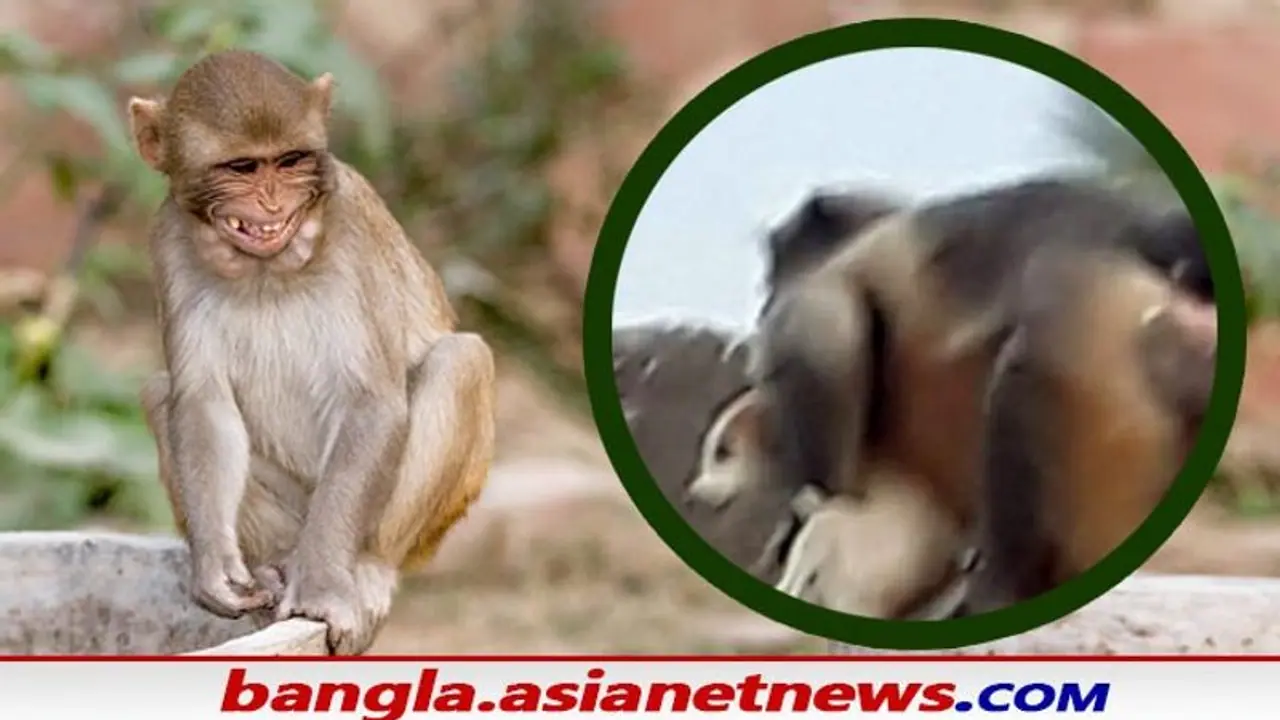 Revenge of Monkeys: বানরের প্রতিশোধে আতঙ্কিত গ্রাম, একে একে হত্যা ২৫০ কুকুর ছানা Revenge of Monkeys: বানরের প্রতিশোধে আতঙ্কিত গ্রাম, একে একে হত্যা ২৫০ কুকুর ছানা