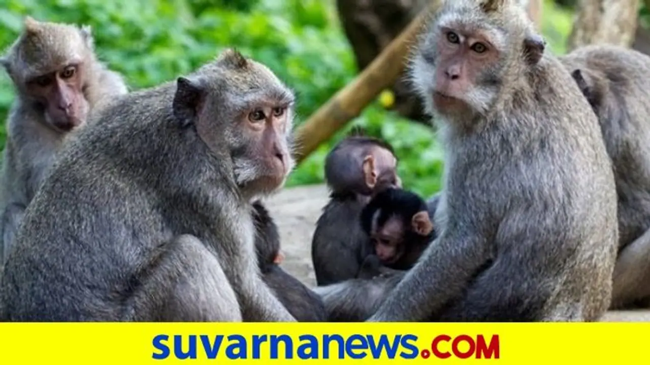 Monkey Revenge : ಮಂಗನ ಸೇಡು ಕಂಡು ಜನರಿಗೆ ಮಹಾ ಅಚ್ಚರಿ! Monkey Revenge : ಮಂಗನ ಸೇಡು ಕಂಡು ಜನರಿಗೆ ಮಹಾ ಅಚ್ಚರಿ!
