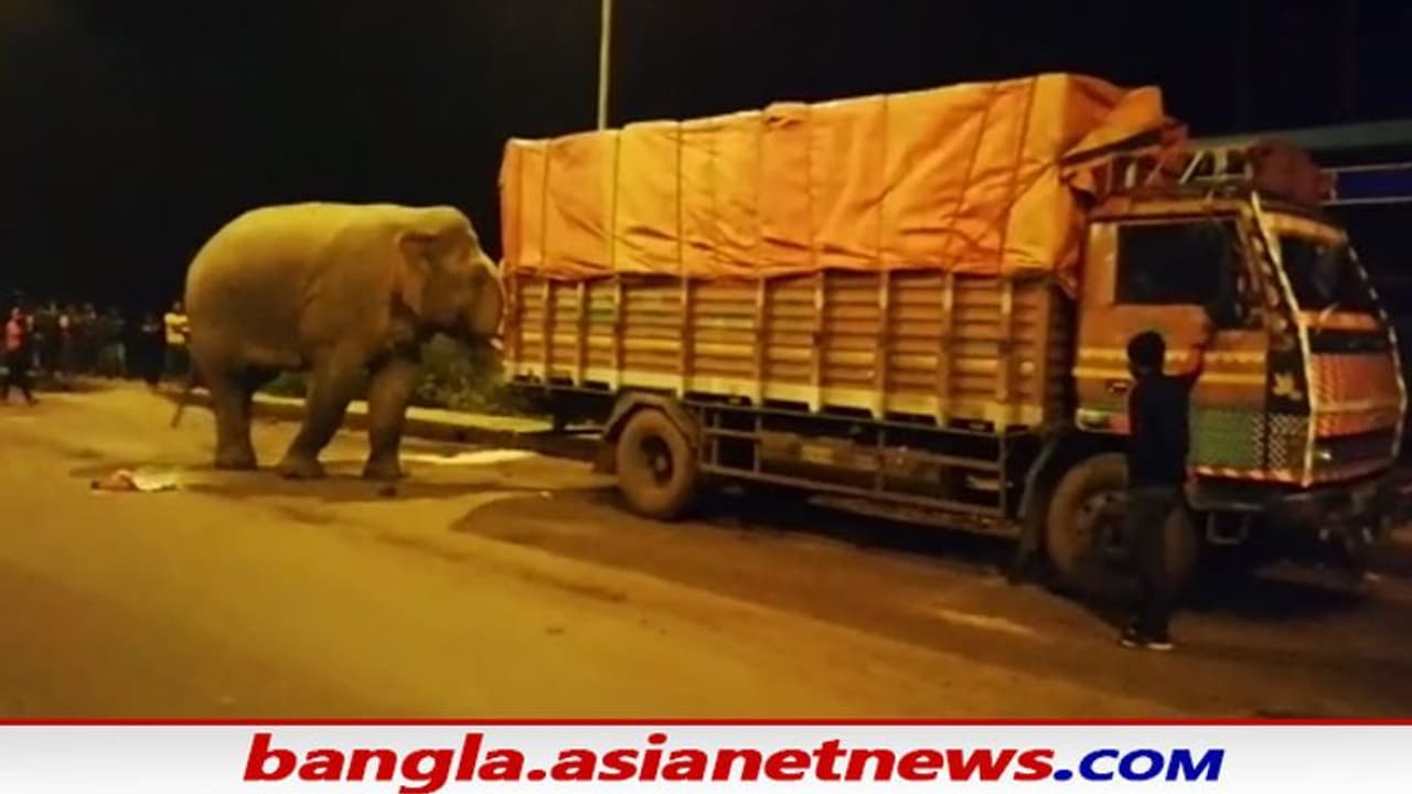 Elephant Attack on NH 6: ৬ নম্বর জাতীয় সড়কে দাঁতালের হানা, দীর্ঘক্ষণ স্তব্ধ যান চলাচল Elephant Attack on NH 6: ৬ নম্বর জাতীয় সড়কে দাঁতালের হানা, দীর্ঘক্ষণ স্তব্ধ যান চলাচল