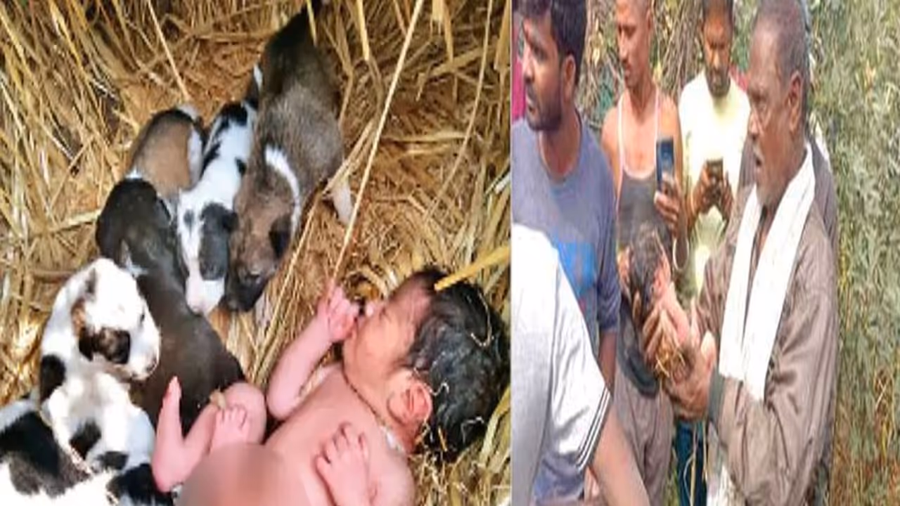 कड़कड़ाती ठंड में मां ने दुधमुंही बच्ची को पिल्लों के बीच छोड़ा, पूरी रात कुतिया ने अपना बच्चा समझ पाला कड़कड़ाती ठंड में मां ने दुधमुंही बच्ची को पिल्लों के बीच छोड़ा, पूरी रात कुतिया ने अपना बच्चा समझ पाला