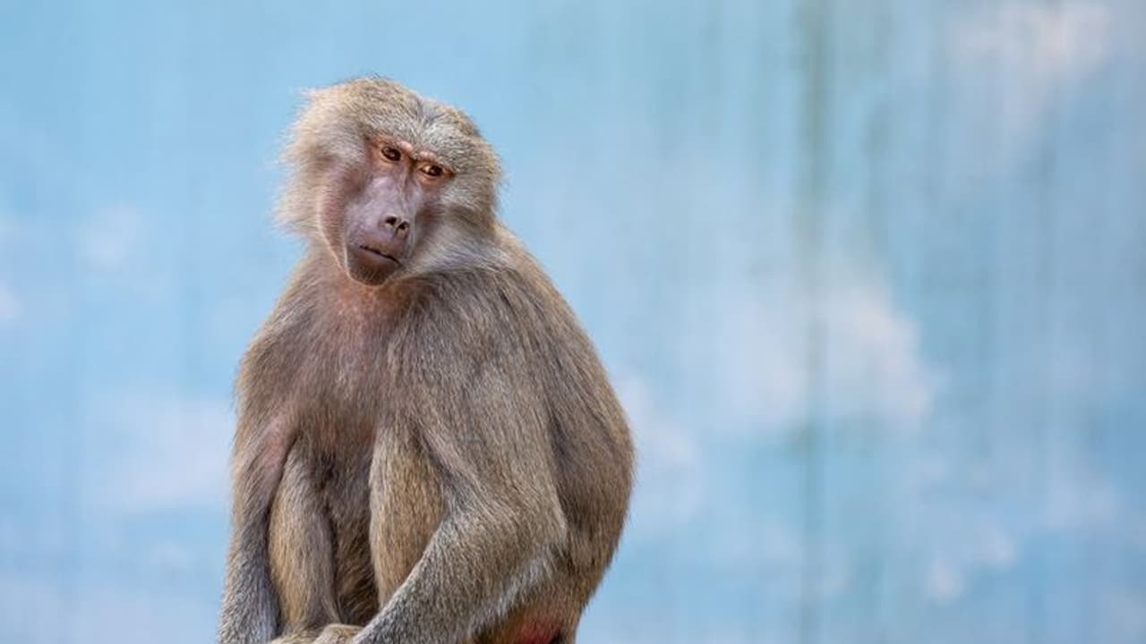 Operation For Monkeys : ರಾಜ್ಯದಲ್ಲಿ ಮಂಗಗಳ ಸಂತಾನ ಹರಣಕ್ಕೆ ಯೋಜನೆ