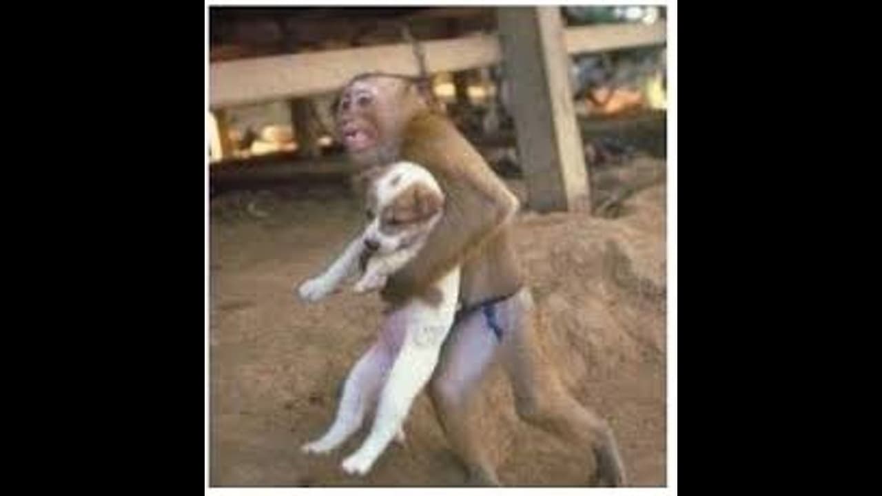 বানর কুকুর যুদ্ধের কারণ অনুসন্ধানে প্রশাসন, আপাতত দুই বানর বনকর্তাদের জালে বানর কুকুর যুদ্ধের কারণ অনুসন্ধানে প্রশাসন, আপাতত দুই বানর বনকর্তাদের জালে