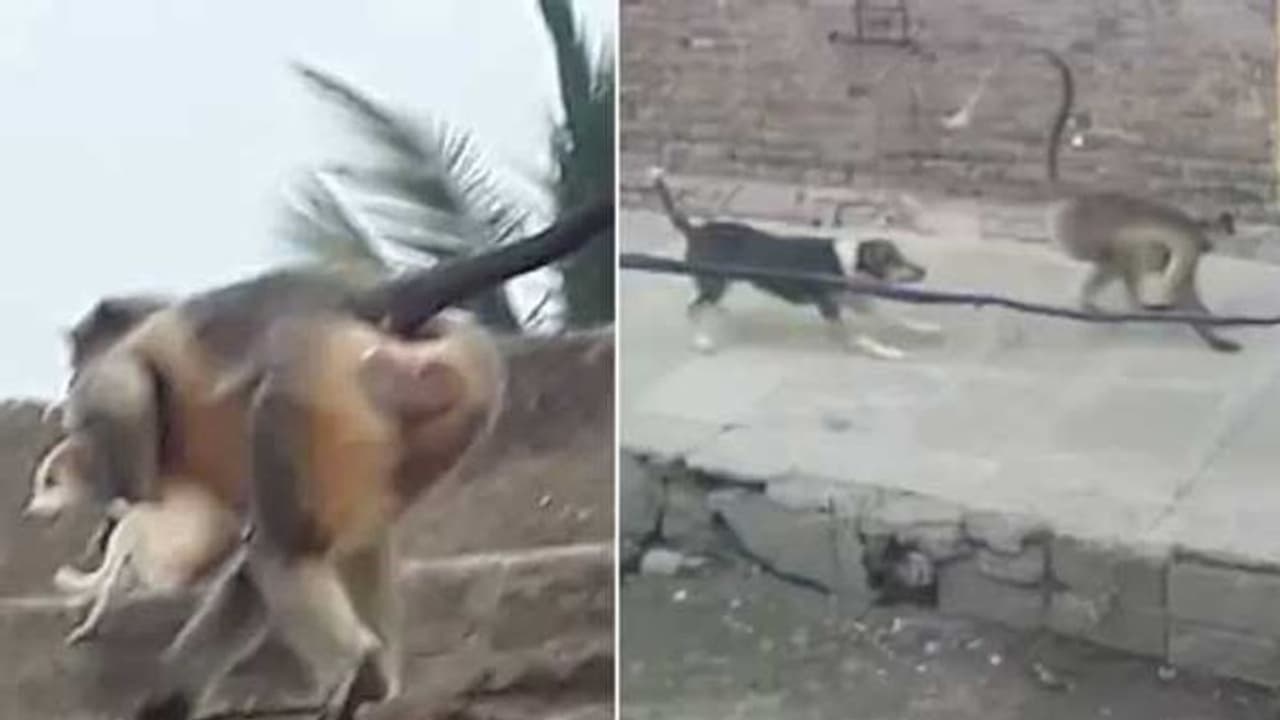 కోతులు, కుక్కల మధ్య గ్యాంగ్ వార్.. పిల్ల కోతిని కుక్క చంపడంతో ప్రతీకారం.. 250 కుక్కలను చంపిన వానరులు