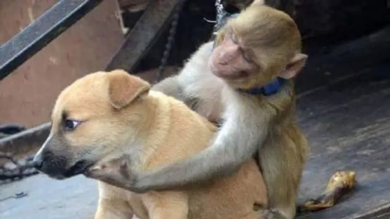 बदले की आग में जब बंदरों ने 80 कुत्तों को मार डाला, तो ट्विटर पर ट्रेंड हुआ #MonkeyVsDoge..देखिए मजेदार मीम्स