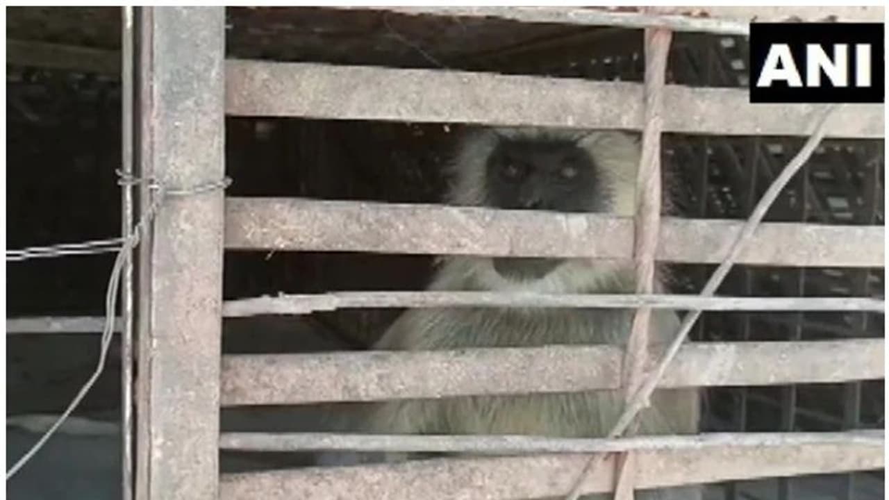 Monkeys VS Dogs : 250 നായ്ക്കുട്ടികളെ എറിഞ്ഞുകൊന്ന സംഭവം; രണ്ട് കുരങ്ങന്മാര് 'അറസ്റ്റില്' Monkeys VS Dogs : 250 നായ്ക്കുട്ടികളെ എറിഞ്ഞുകൊന്ന സംഭവം; രണ്ട് കുരങ്ങന്മാര് 'അറസ്റ്റില്'