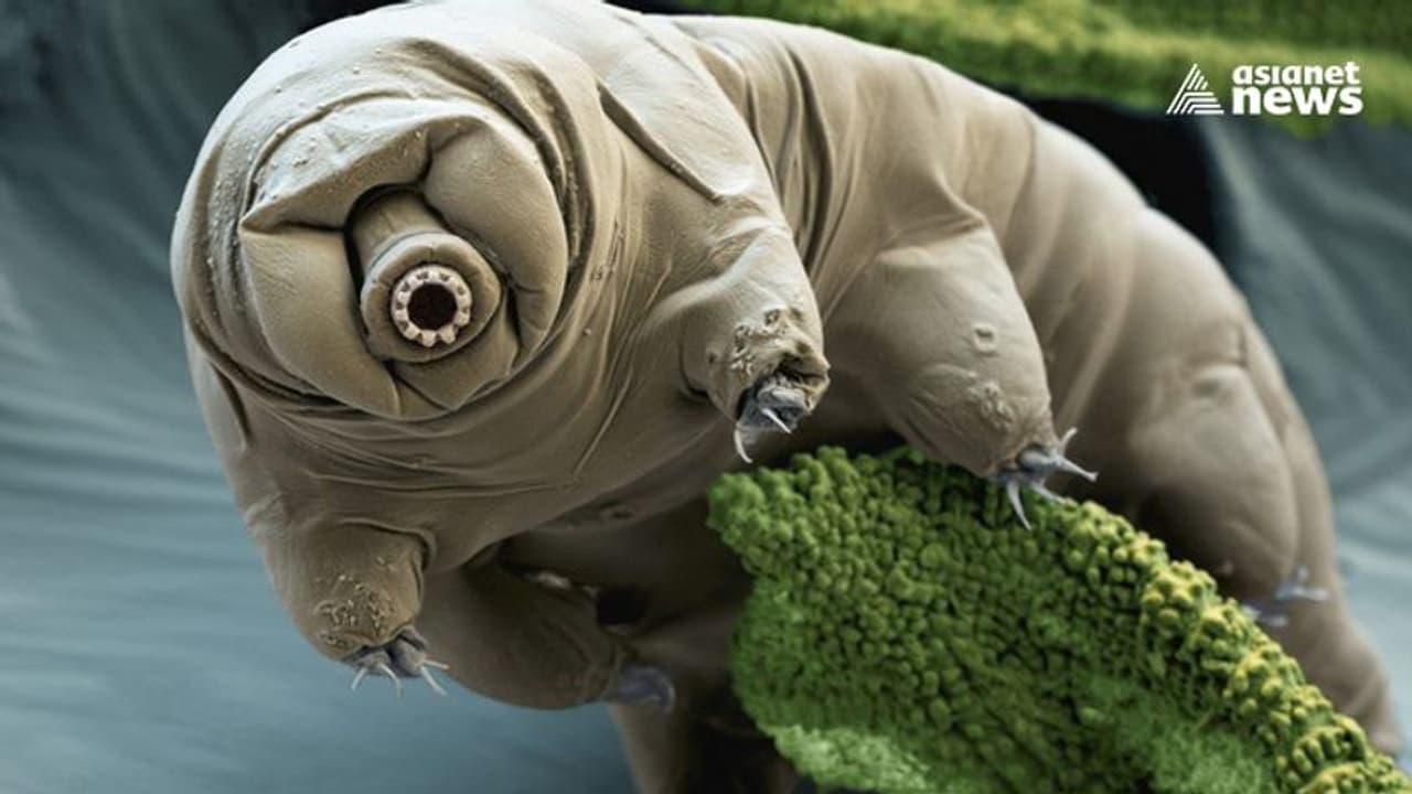 Tardigrade To Space : ടാർഡിഗ്രേഡ്; ബഹിരാകാശത്തേക്ക് നമ്മൾ ഇടയ്ക്കിടെ അയക്കുന്ന ഈ കുഞ്ഞൻ ജീവി ഏതാണ് ? Tardigrade To Space : ടാർഡിഗ്രേഡ്; ബഹിരാകാശത്തേക്ക് നമ്മൾ ഇടയ്ക്കിടെ അയക്കുന്ന ഈ കുഞ്ഞൻ ജീവി ഏതാണ് ?