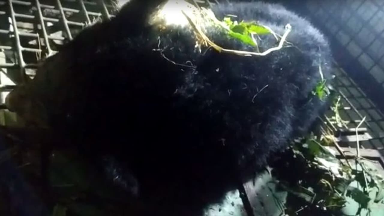 Bear Rescue বনকর্মীদের জালে ডুয়ার্সের ত্রাস হিমালয়ান ব্ল্যাক বিয়ার, স্বস্তিতে এলাকাবাসী Bear Rescue বনকর্মীদের জালে ডুয়ার্সের ত্রাস হিমালয়ান ব্ল্যাক বিয়ার, স্বস্তিতে এলাকাবাসী