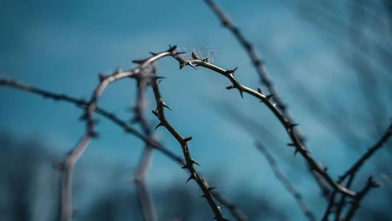 రక్తాలు కారే వింత ఆచారం.. ముళ్ల కంపపై దొర్లుతూ దేవుడికి వేడుకోలు.. సోదరికి వీడ్కోలు... రక్తాలు కారే వింత ఆచారం.. ముళ్ల కంపపై దొర్లుతూ దేవుడికి వేడుకోలు.. సోదరికి వీడ్కోలు...