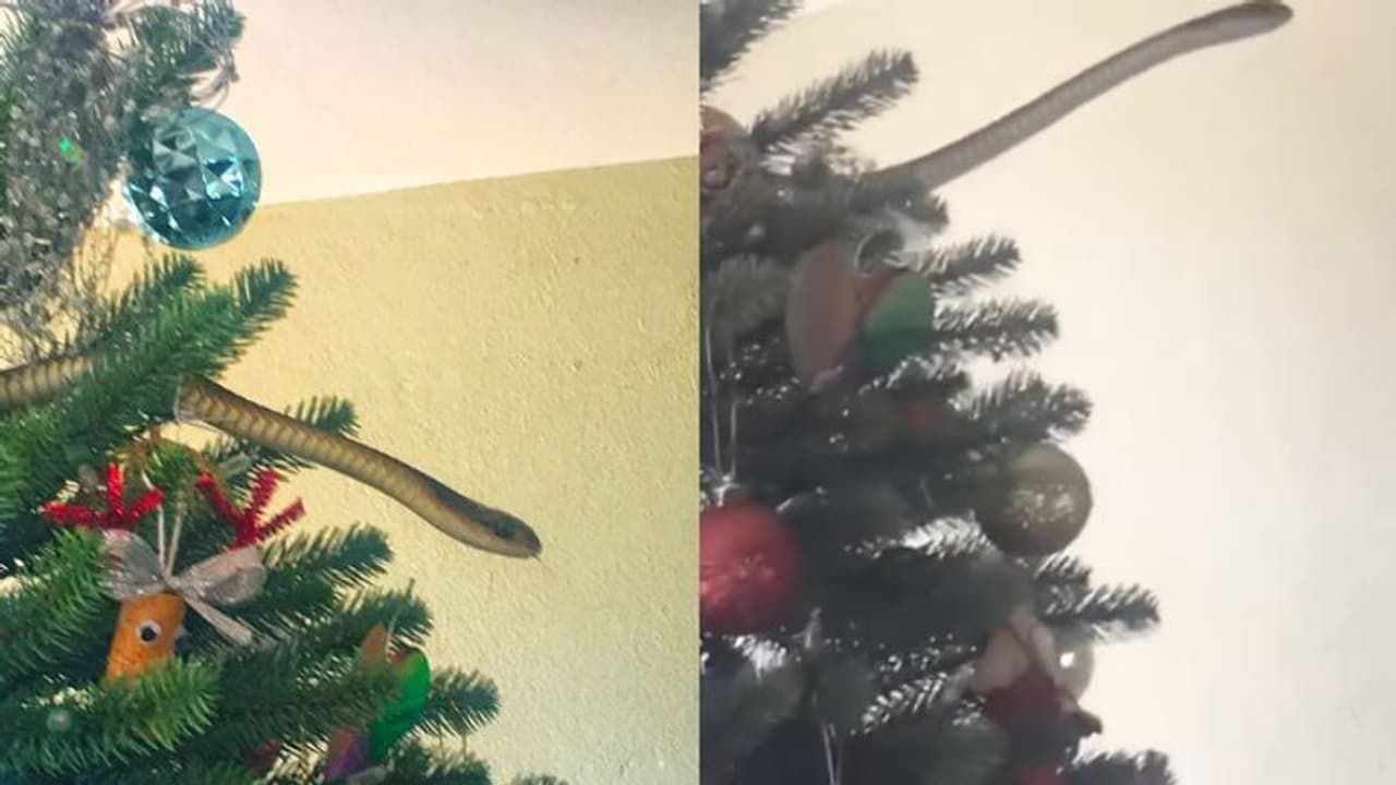 Snake Video : ക്രിസ്മസ് ട്രീക്കുള്ളിൽ പതുങ്ങിയിരുന്നത് ഉഗ്രവിഷമുള്ള പാമ്പ്; വീഡിയോ