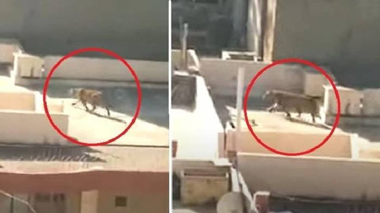 Leopard Rajasthan : ഭീതിപരത്തി വീടിന്റെ ടെറസുകളിലൂടെ ഓടിപ്പാഞ്ഞ് പുള്ളിപ്പുലി, ഒടുവില് സംഭവിച്ചത്, വീഡിയോ... Leopard Rajasthan : ഭീതിപരത്തി വീടിന്റെ ടെറസുകളിലൂടെ ഓടിപ്പാഞ്ഞ് പുള്ളിപ്പുലി, ഒടുവില് സംഭവിച്ചത്, വീഡിയോ...