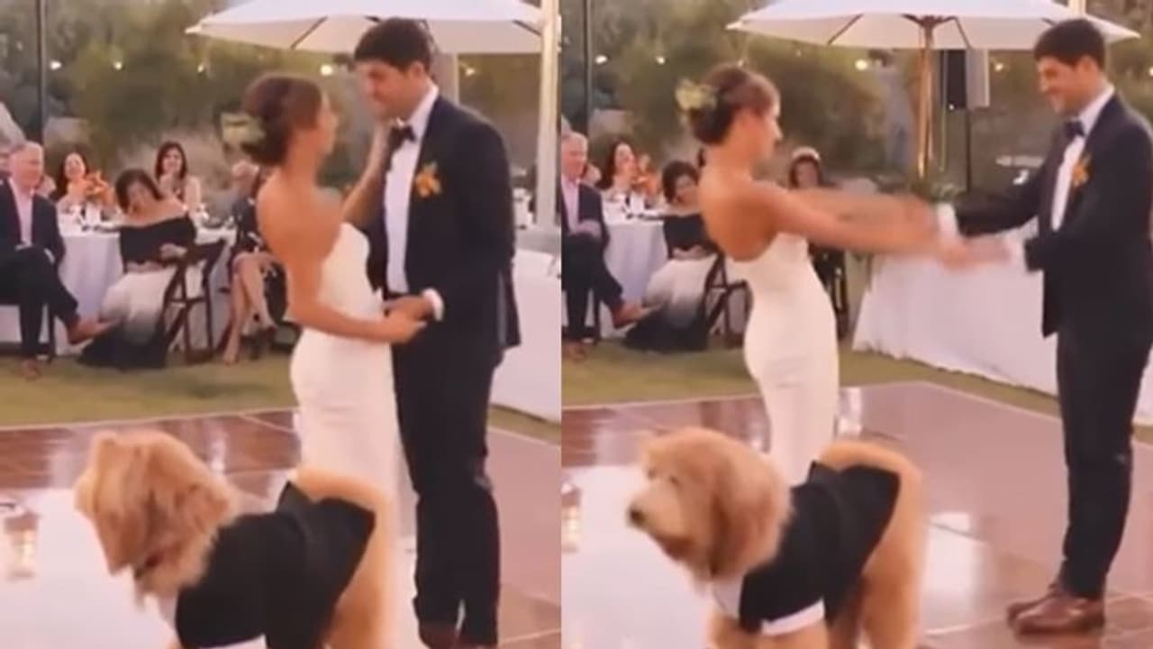 एक दूसरे का हाथ थामें कपल कर रहा था डांस, तभी कुछ ऐसा हुआ कि वहां मौजूद लोग जोर से हंसने लगे एक दूसरे का हाथ थामें कपल कर रहा था डांस, तभी कुछ ऐसा हुआ कि वहां मौजूद लोग जोर से हंसने लगे