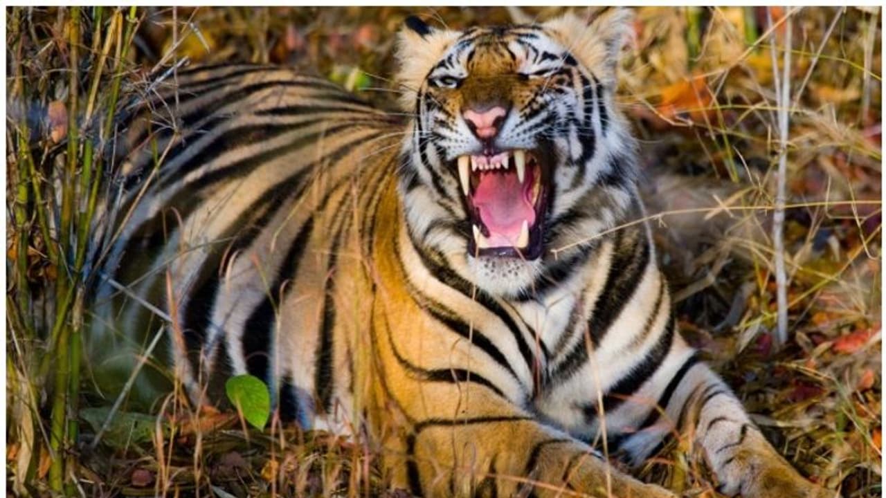 Wild Animal Attack : വന്യമൃഗ ആക്രമണം; സംസ്ഥാന,ജില്ലാ തല സമിതികൾ രൂപീകരിച്ച് സർക്കാർ ഉത്തരവ് Wild Animal Attack : വന്യമൃഗ ആക്രമണം; സംസ്ഥാന,ജില്ലാ തല സമിതികൾ രൂപീകരിച്ച് സർക്കാർ ഉത്തരവ്