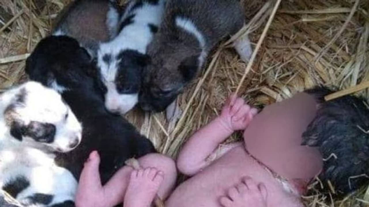 child protected by dog : വയലിലുപേക്ഷിച്ച കുഞ്ഞിന് രാത്രി മൊത്തം കാവലിരുന്ന് ഒരു നായ, ഒപ്പം നായക്കുഞ്ഞുങ്ങളും