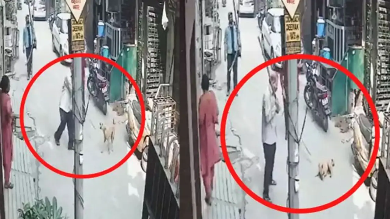 Shocking: दिल्ली में 3 साल की बच्ची को कुत्तों ने मार डाला, पार्क में बच्चों के साथ खेल रही थी मासूम Shocking: दिल्ली में 3 साल की बच्ची को कुत्तों ने मार डाला, पार्क में बच्चों के साथ खेल रही थी मासूम