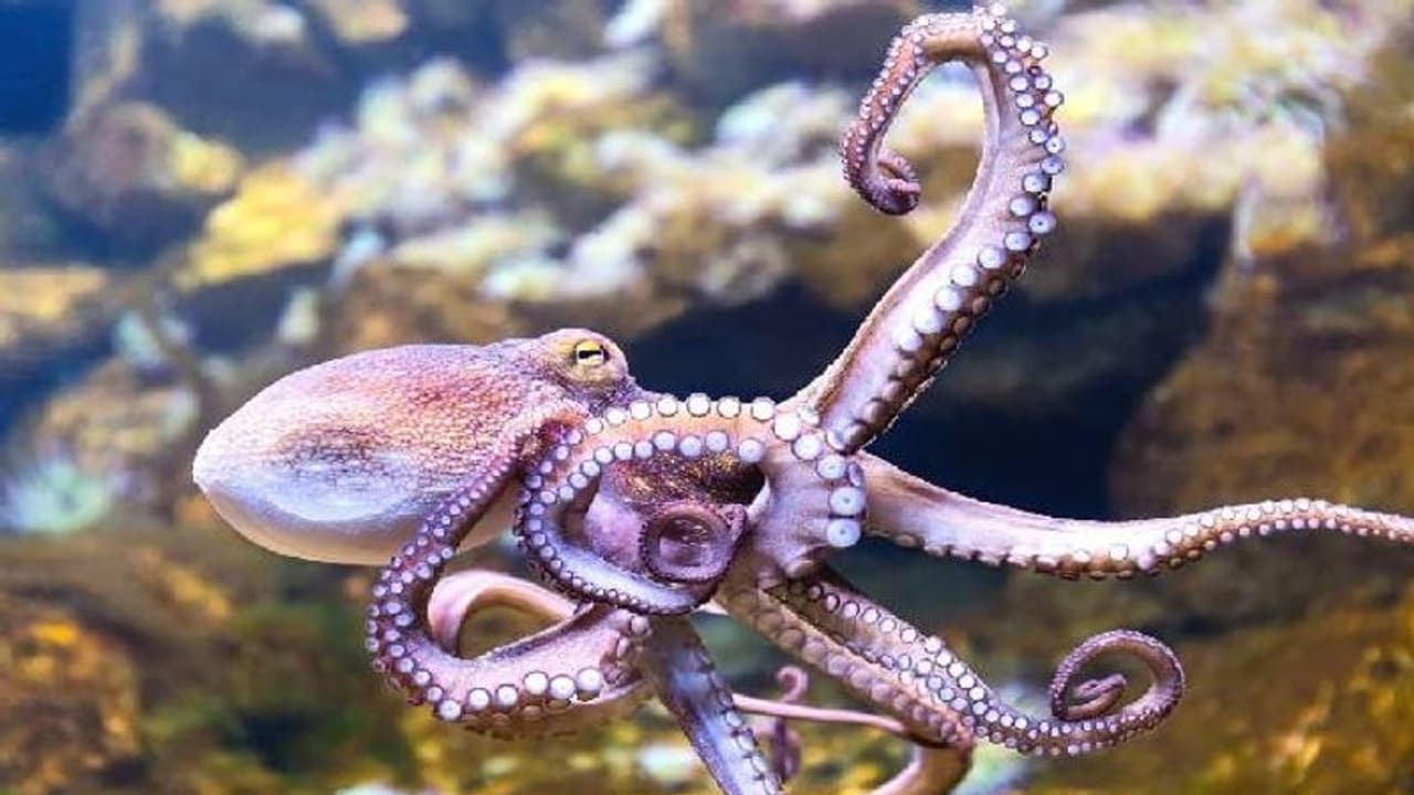 ஆக்டோபஸை விழுங்கிய 55 வயதான நபர்.. அதிர்ச்சியில் உறைந்த மருத்துவர்கள்.. பின்னர் நடந்தது என்ன?