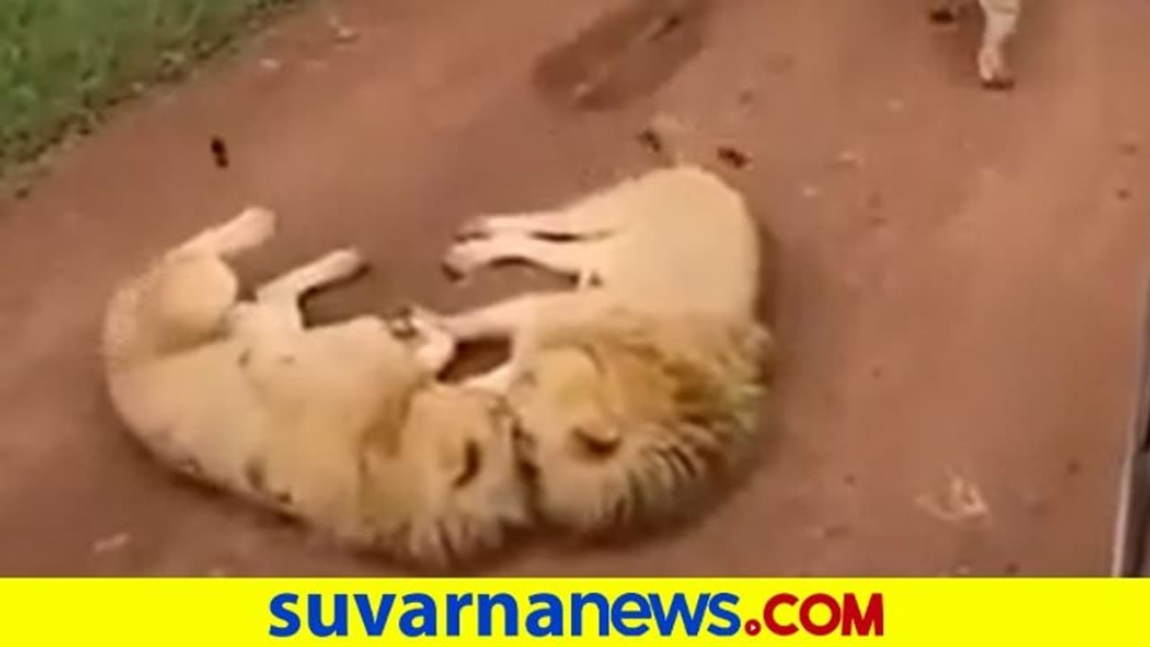 Road Block By Lions:ರಸ್ತೆ ಮಧ್ಯೆ ಸಿಂಹಗಳ ಆಟ.. ರೋಚಕ ದೃಶ್ಯ ಕಣ್ತುಂಬಿಸಿಕೊಂಡ ಪ್ರವಾಸಿಗರು