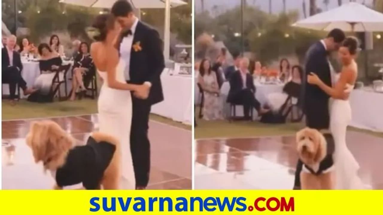 ನವ ದಂಪತಿಯ ಡಾನ್ಸ್‌ಗೆ ಜೊತೆಯಾದ ಪ್ರೀತಿಯ ಶ್ವಾನ