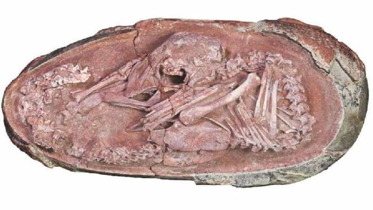 Dinosaur embryo : ഫോസിലൈസ് ചെയ്‍ത ദിനോസർ മുട്ട, അകത്ത് ഭ്രൂണം, പഴക്കം 66 ദശലക്ഷം വർഷം!