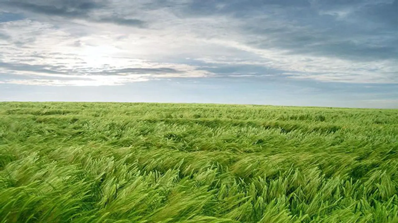 Life Management: किसान ने लड़के को काम पर रखा, लड़के ने कहा “जब तेज हवा चलेगी, तब मैं सोऊंगा”…क्या था इसका मतलब? Life Management: किसान ने लड़के को काम पर रखा, लड़के ने कहा “जब तेज हवा चलेगी, तब मैं सोऊंगा”…क्या था इसका मतलब?